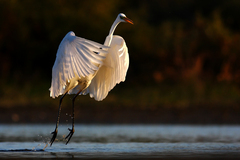 V žiari reflektorov