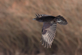 Fly by ...