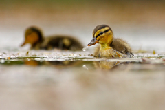 Ja a moj mladsi brácha...