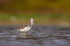 Kalužiak sivý (Tringa nebularia)