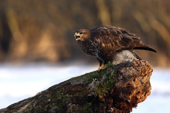 Áááááááááááááááááááááá....