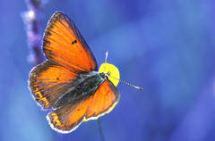 Lycaena