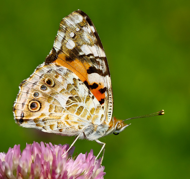 Vanessa cardui - bábôčka bodliak