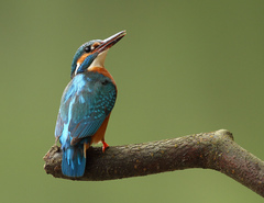 Alcedo athis...