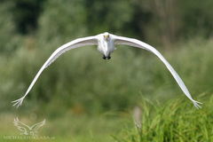 Biely albatros