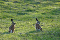 Bracho čo si dame na večeru??