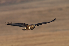 Myšiak lesný (Buteo buteo)