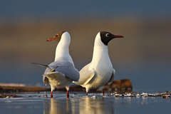 S tebou sa nebavím...