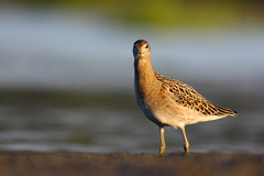 Vo svetle reflektorov...