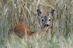 Bambi...
