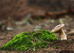 Boletus edulis