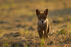 Vo večernom protisvetle