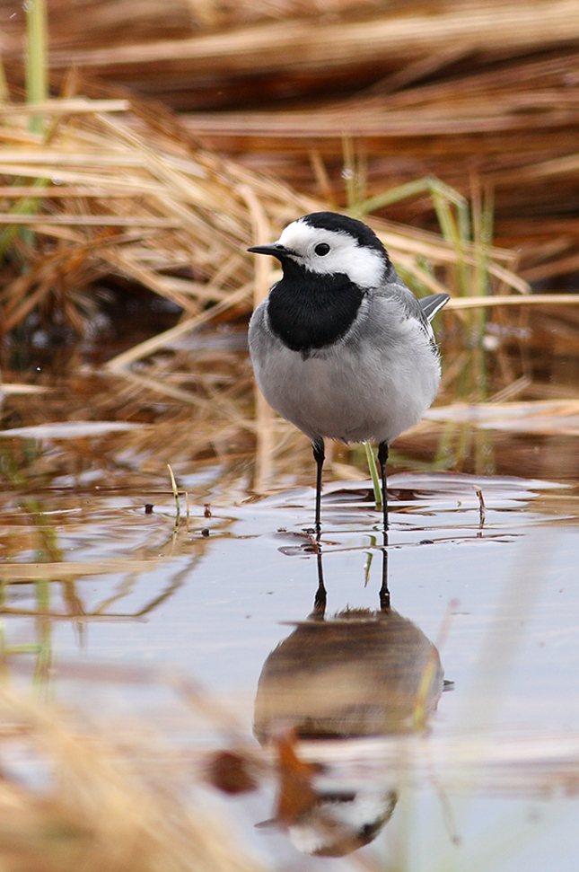 Motacilla alba