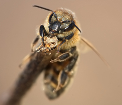 Jarná včielka