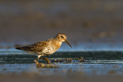 Migrant z Hornej Oravy