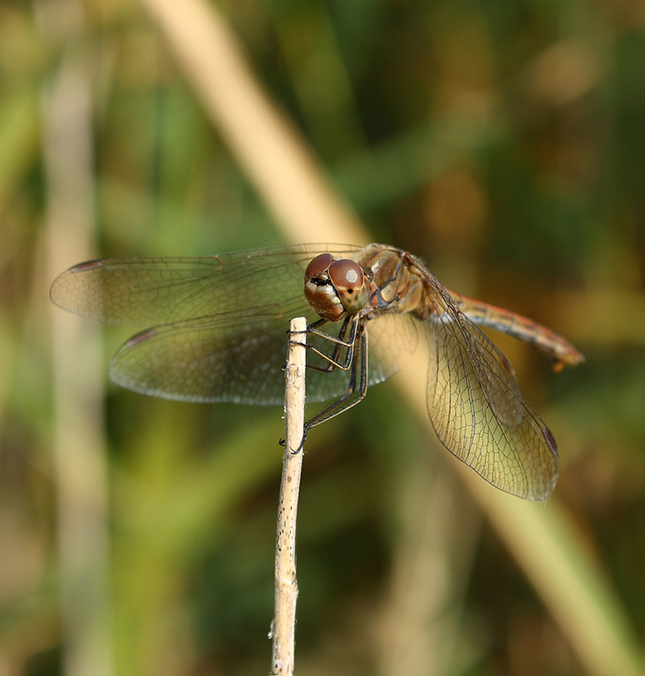 Sympetrum sp.