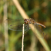 Sympetrum sp.