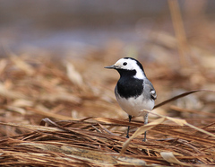 Motacilla alba