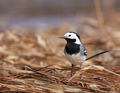 Motacilla alba