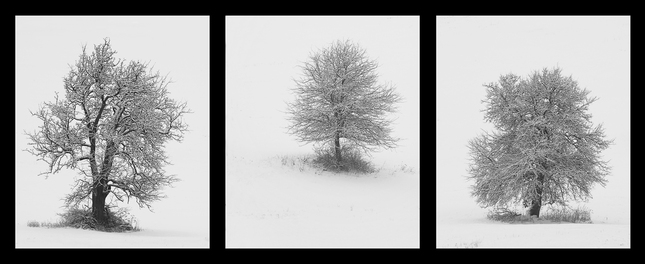 tree triptych