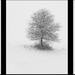 tree triptych