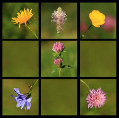 Kvetinovy exhibicionista :)