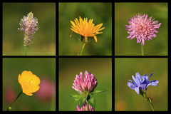 1 fotka...6 malych poteseni :)