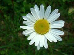 KVET