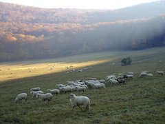 Ovce moje ovce