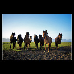 Band of Horses