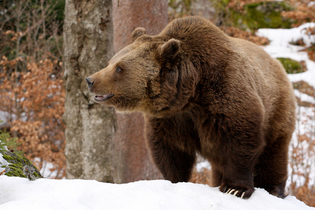 Ursus arctos (medveď hnedý)