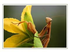 Mantis religiosa