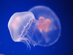 MEDUZA