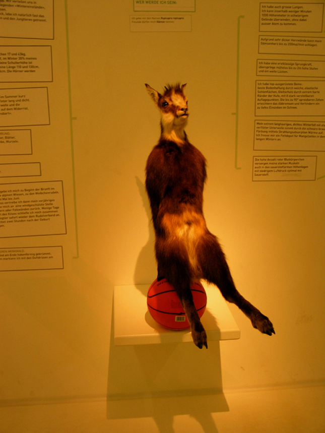 Basketbalista
