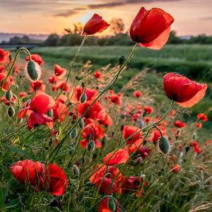 Red Wild Poppies