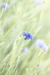 a vítr v sobě nosí bezvětří