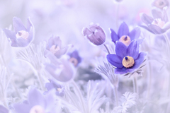 jedno je vším, všechno jedním