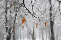 Alespoň v ozvěnách a v rámečcích