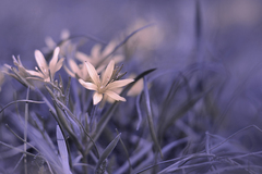 A čas od času kreslit květiny