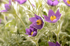 ...tkána z jemných světel...