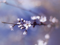 Studena jak v zimě okenice II