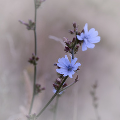 jak sníh uprostřed léta II