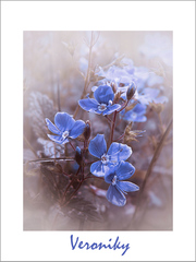 veroniky II