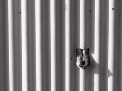 čo máš nové susedko?