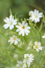 jak sníh uprostřed léta