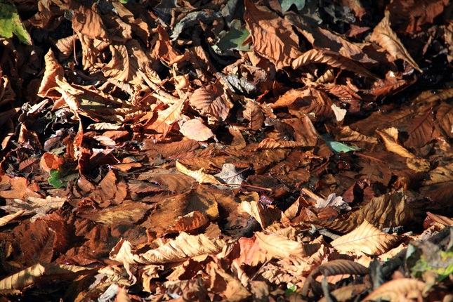 listie na jesen