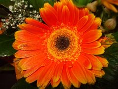 gerbera