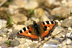 Motyl