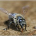 Smädná včela