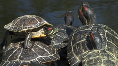 turtles famili